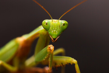 Female European Mantis or Praying Mantis, Mantis Religiosa. Green praying mantis. Close up