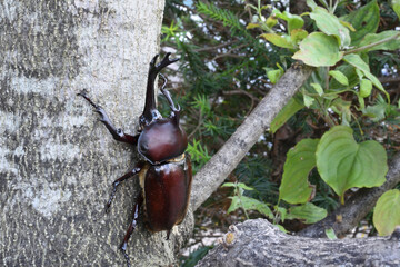 Close up of beetle, a big insect