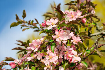 Beautiful Pink Apple Tree Flowers