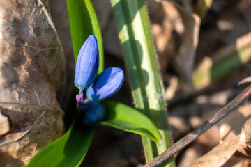 Blue scilla, squill buds macro with green leaves. Snowdrops flowers blooming close-up with blurred...