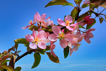 Pink Apple Tree Flowers Close Up Against Blue Sky