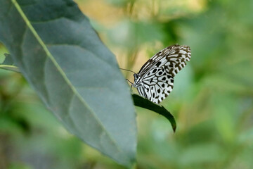 Malabar Tree Nymph Butterfly, Idea Malabarica, Kudremukh Wildlife Sanctuary, Karnataka India