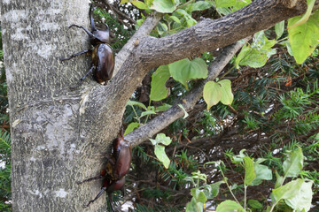 Close up of beetle, a big insect