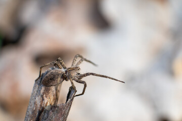 Small brown wild spider sit on branch, bask in the sun in spring forest. Super macro eyes, legs, close-up with blurred background