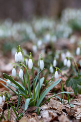 spring snowdrops in spring