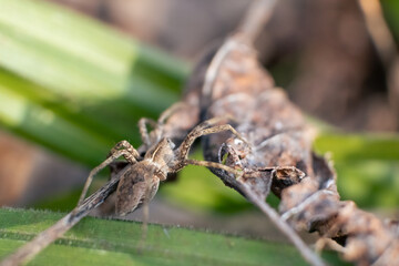 Small brown wild spider sitting on dry leaf in green grass bask in the sun in spring forest. Super macro close-up with blurred background
