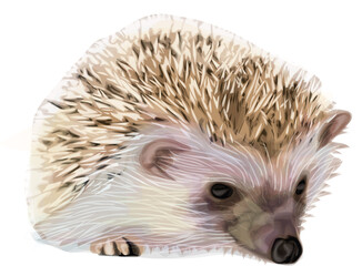 Cute white hedgehog - realistic animal art