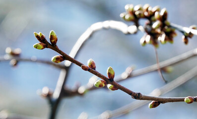 The buds on the branches of the tree bloom - Powered by Adobe