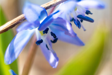 Light blue scilla, squill flower head with anther in pollen macro . Snowdrops flowers blooming...