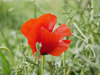Obraz premium A bright red bud of a poppy flower on a field on a sunny spring day. Flowering of meadow flowers.