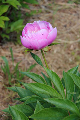 blooming peony in a garden in nantes (france)