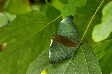 Red Spot Duke Butterfly, Dophla evelina, Sammillan Shetty`s Butterfly Park, Beluvai, Karnataka India