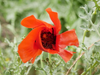 Fototapeta premium A bright red bud of a poppy flower on a field on a sunny spring day. Flowering of meadow flowers.