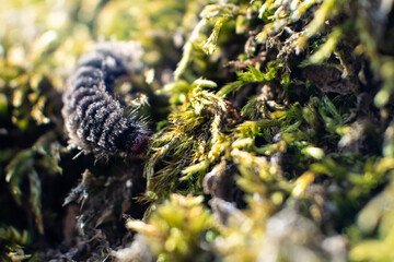 Black fluffy furry caterpillar in green moss in wild forest. Sunny spring super macro with selective focus