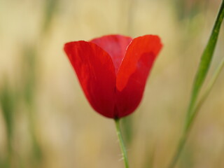 A bright red bud of a poppy flower on a field on a sunny spring day. Flowering of meadow flowers.