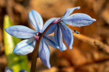 Blue scilla, squill bud macro. Snowdrops flowers, blooming close-up with blurred background. Sunny...
