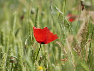 Fototapeta premium A bright red bud of a poppy flower on a field on a sunny spring day. Flowering of meadow flowers.
