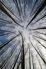 alders trees trunk with blue sky