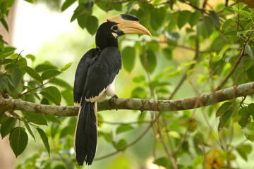 Malabar Pied Hornbill, Anthracoceros coronatus, Dandeli, Karnataka, India