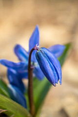 Blue scilla snowdrops flowers and buds blooming close-up macro in the sunny spring wild forest with blurred vertical background