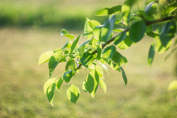 Green leaves on a branch close-up. Summer background. Pear leaves in spring