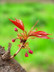 若草茂る土手を背景にした春の八重桜の幹から生える蕾と若葉