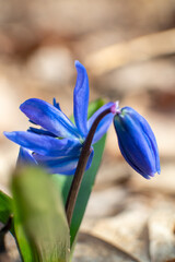Blue scilla snowdrops flowers and buds blooming close-up in the sunny spring wild forest with...