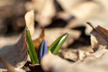 Blue scilla, squill bud macro with green leaves. Snowdrops flowers blooming close-up with blurred background. Sunny spring wild forest details