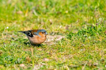 portrait of chaffinch in the grass