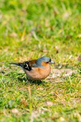 portrait of chaffinch in the grass
