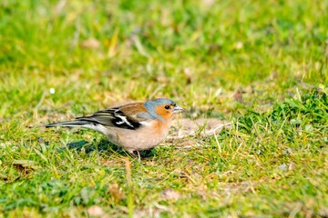 portrait of chaffinch in the grass