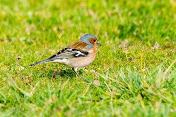 portrait of chaffinch in the grass