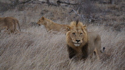big male lion at Kruger National Park 