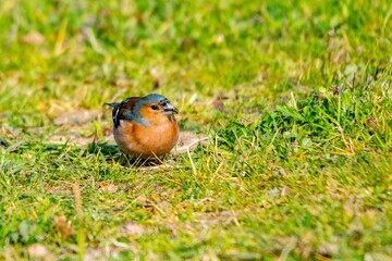 portrait of chaffinch in the grass