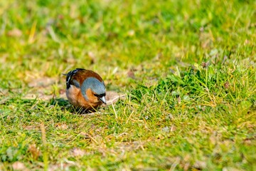 portrait of chaffinch in the grass
