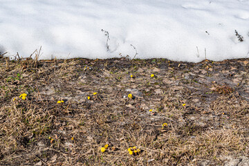 Mother and stepmother common (Tussilago farfara). Yellow primrose flowers on the ground with snow in early spring.Beautiful natural background