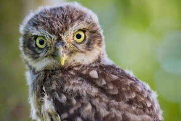 Portrait of a Little Owl