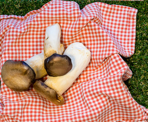 Fresh Porcini Mushrooms. Flat Lay. Natural  wild mushrooms lying on kitchen napkin on grass. Stock Image