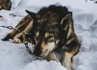 Sleeping Alaskan husky sled dog, resting in the snow.