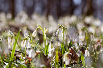spring snowdrop flowers
