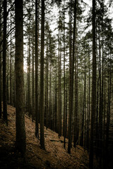 Las © Maciej