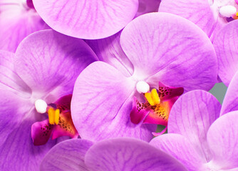 Beautiful floral background. purple phalaenopsis orchids. 
