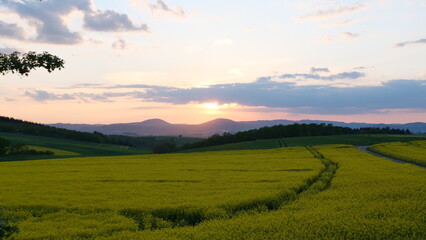 Abendstimmung im Rapsfeld, Frühjahr, Maifeld