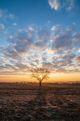 tree in the sunrise