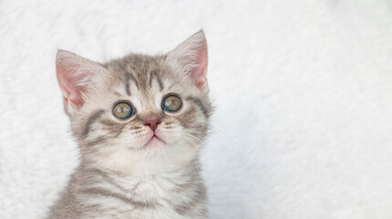 Fototapeta na wymiar Portrait. striped light gray small british cat kitten on a white plaid. look up, green eyes