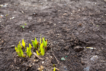 Young sprout on a black background. Spring green flower grows in soil