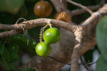 Green wild medlar (Vangueria infausta) round wild african fruit locally known as mpfilwa, umviyo or umtulwa 