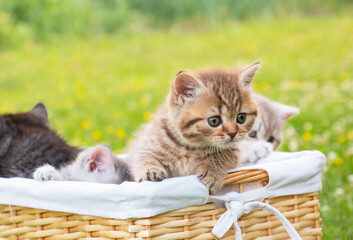 Fototapeta na wymiar Family of small kittens in a basket, British cats, on green grass on a sunny summer day.