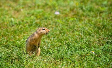 Gopher sitting in the grass hiding behind wildflowers