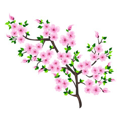 Sakura-branch-close-up.-Vector-illustration-isolated